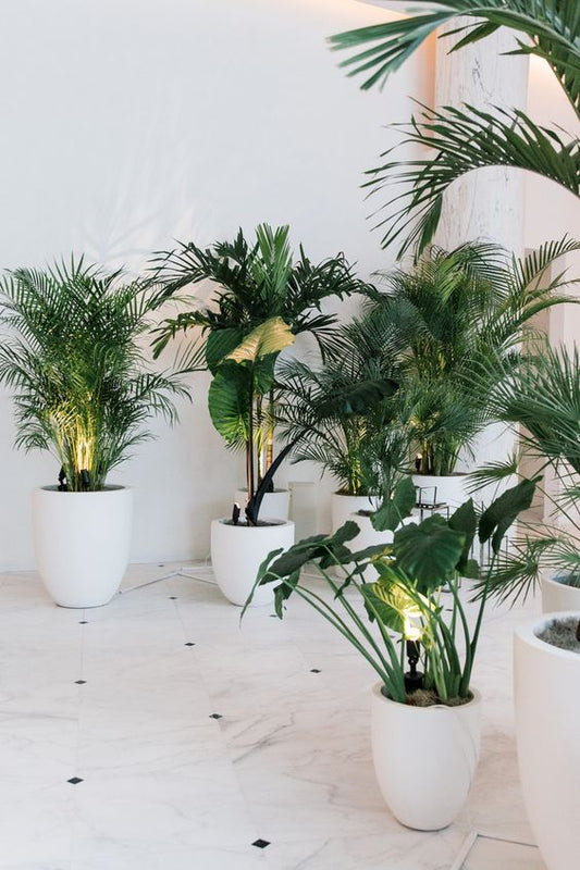 10-20 Plants