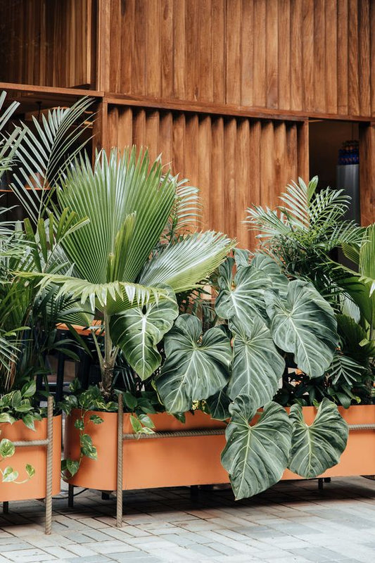 30-40 Plants